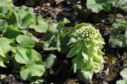 Image of butterbur