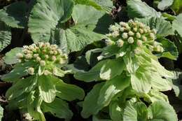 Image of butterbur