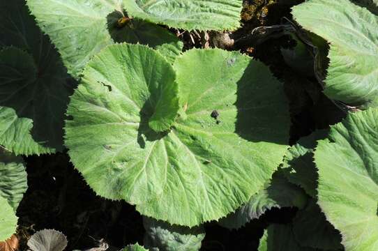 Image of butterbur