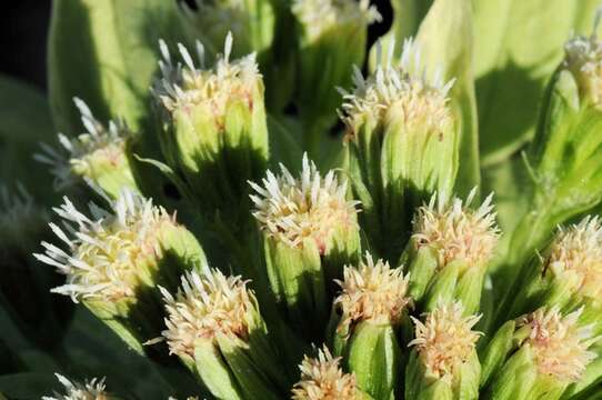 Image of butterbur