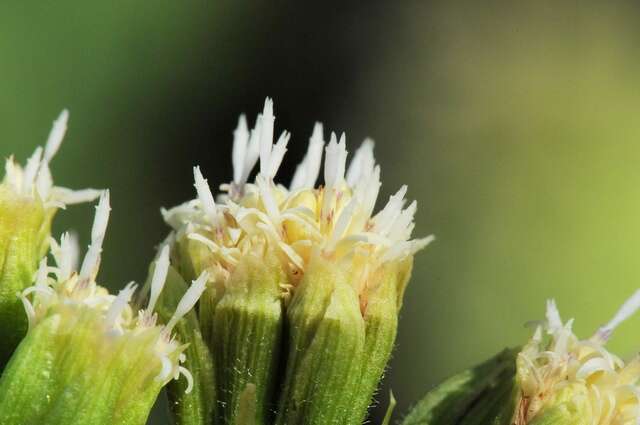 Image of butterbur