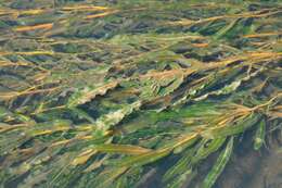 Image of pondweed