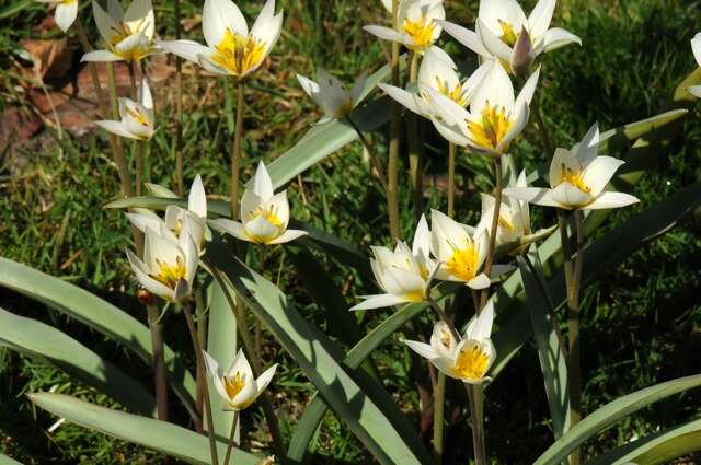 Image of Tulipa turkestanica (Regel) Regel