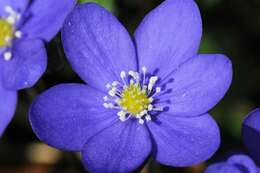 Image of hepatica