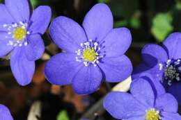 Plancia ëd Hepatica