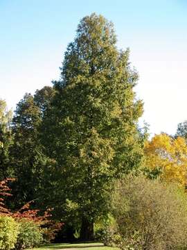 Image of dawn redwood