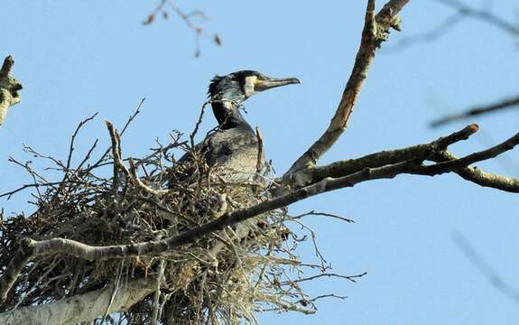 Image of Phalacrocorax carbo sinensis (Staunton 1796)