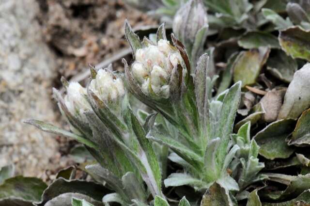 Image of <i>Antennaria <i>alpina</i></i> var. alpina
