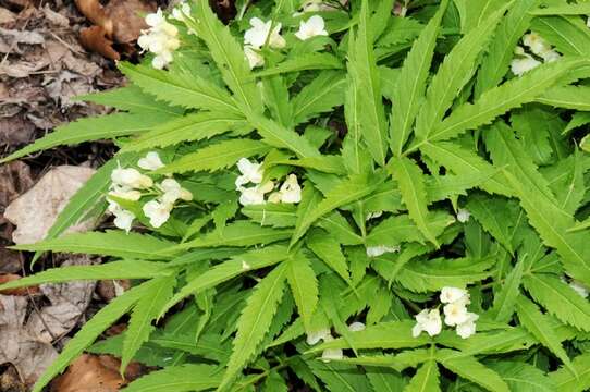 Image of Cardamine enneaphyllos (L.) Crantz