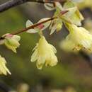 Imagem de Corylopsis pauciflora Siebold & Zucc.