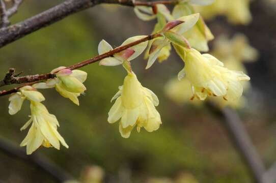 Image of winter hazel