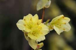 Image of winter hazel