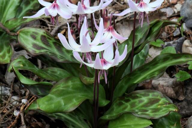 Image of Henderson's fawnlily