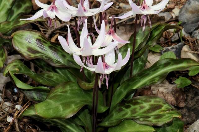 Image of Henderson's fawnlily