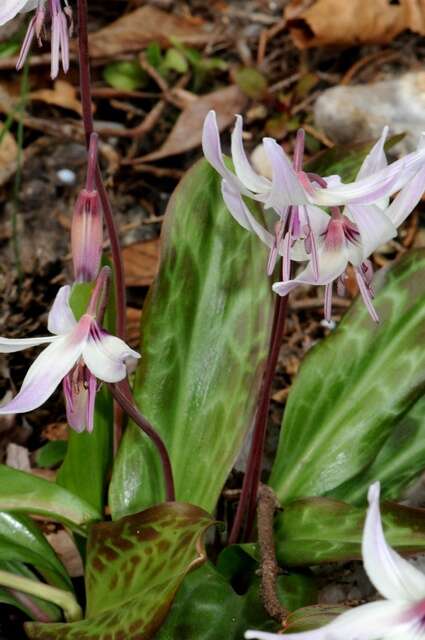 Image of Henderson's fawnlily