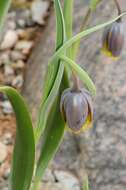 Image of fritillaries