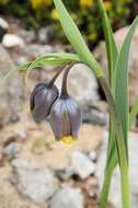 Image of fritillaries