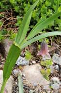 Image of Fritillaria minuta Boiss. & Noë