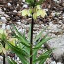Image of Fritillaria raddeana Regel