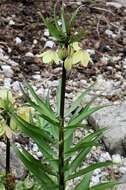 Image of Fritillaria raddeana Regel