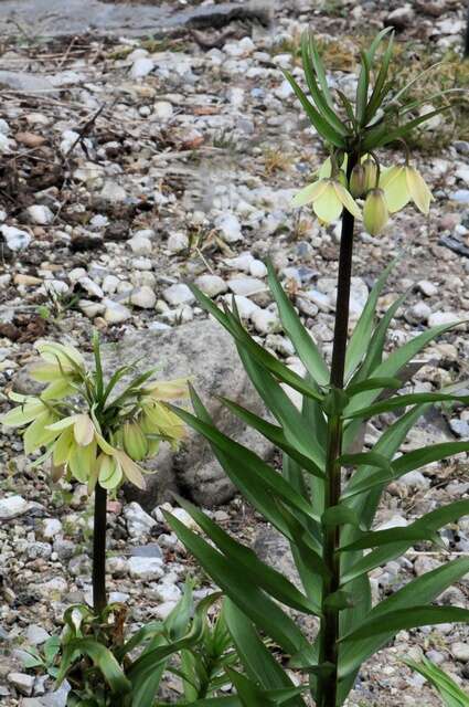 Image of Fritillaria raddeana Regel