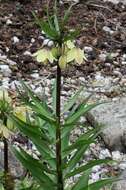 Image of Fritillaria raddeana Regel