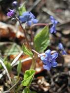 Image of navelwort