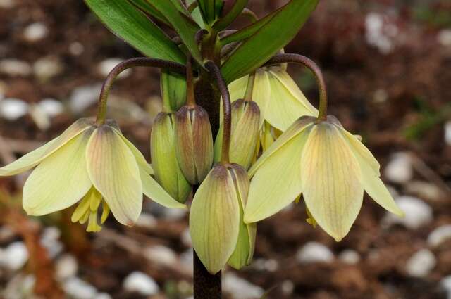 Image of Fritillaria raddeana Regel