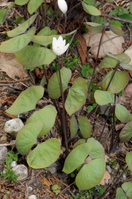 Image de Jeffersonia