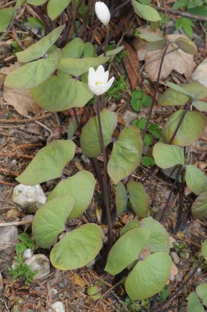 Image de Jeffersonia