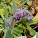 Image of Macdougal's bluebells