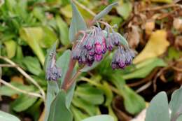 Image of Macdougal's bluebells