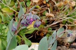 Image of Macdougal's bluebells