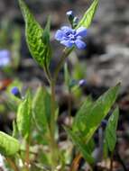 Image of navelwort