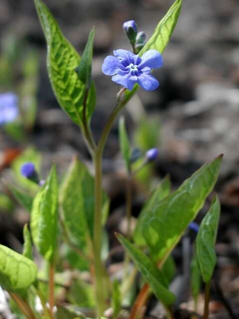 Image of navelwort