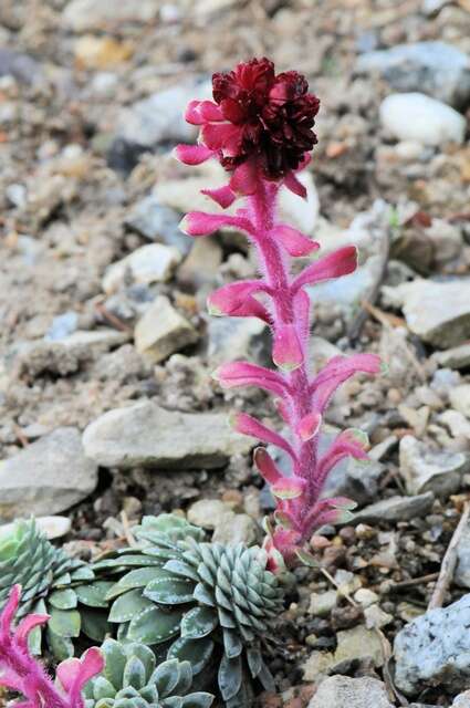 Image de Saxifraga federici-augusti Biasoletti