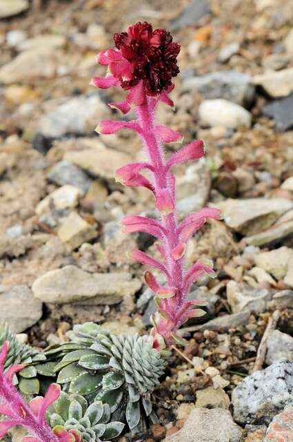 Image of Saxifraga federici-augusti Biasoletti