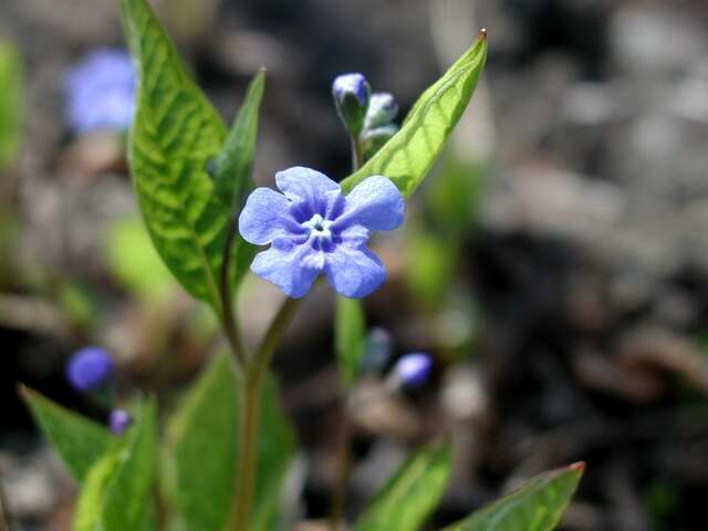 Image of navelwort