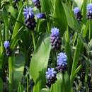 Слика од Muscari latifolium J. Kirk