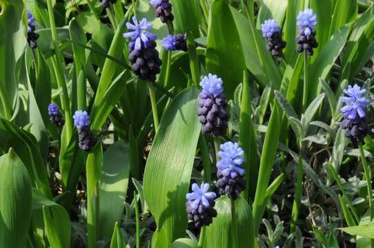 Слика од Muscari