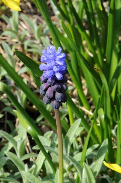 Imagem de Muscari