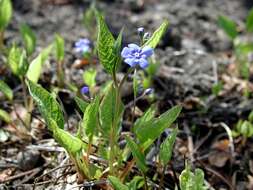 Image of navelwort