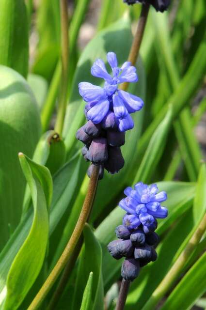 Imagem de Muscari