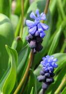 Imagem de Muscari