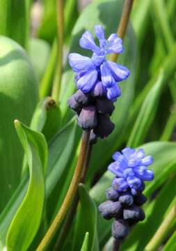 Image of Grape hyacinth