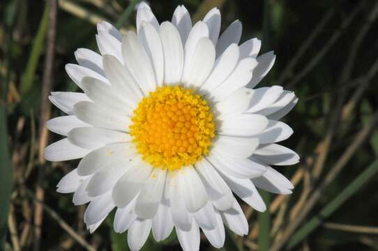 Image of bellis