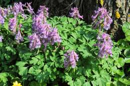 Plancia ëd Corydalis