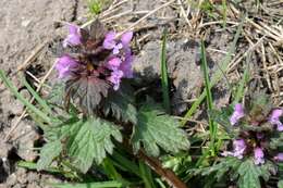 Image of purple deadnettle