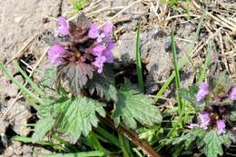 Image of purple deadnettle