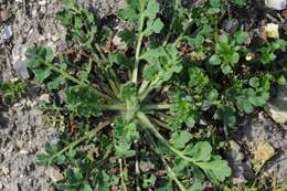 Image of Papaver laevigatum M. Bieb.